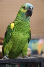 Amazone | Blauwvoorhoofd | Getest | Tam | Baby