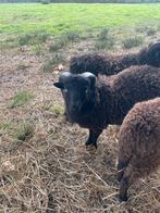 Ouessant schapen (rammen), Dieren en Toebehoren, Mannelijk, Schaap, 0 tot 2 jaar
