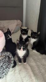 Lieve kittens te koop, Dieren en Toebehoren, Katten en Kittens | Raskatten | Korthaar, Meerdere dieren