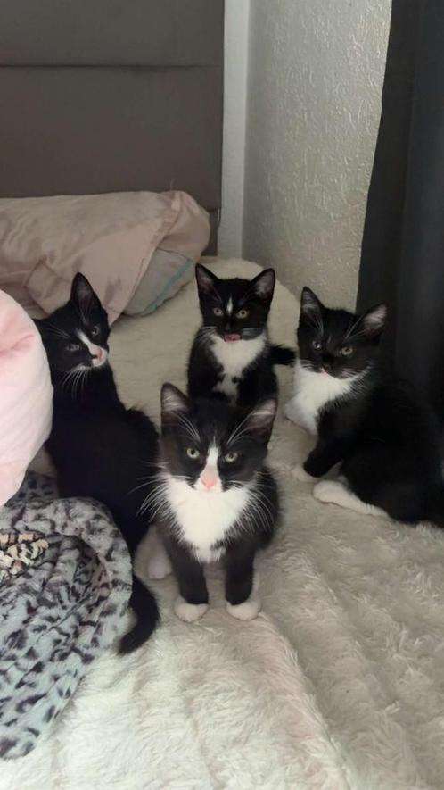 Lieve kittens te koop, Dieren en Toebehoren, Katten en Kittens | Raskatten | Korthaar, Meerdere dieren