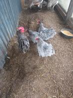 Te koop australorp krielen, Meerdere dieren, Kip
