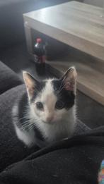 Lieve kitten, Dieren en Toebehoren, Katten en Kittens | Overige Katten, Meerdere dieren, Kortharig, 0 tot 2 jaar