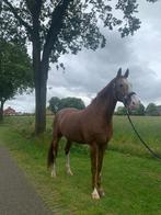 Leuk Rijpaard, Dieren en Toebehoren, Paarden, Gechipt, Ruin, Dressuurpaard, 170 tot 175 cm