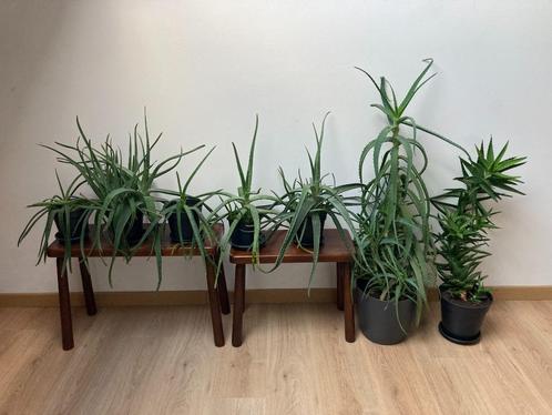 Aloë vera 6 planten in 3 soorten en hoogtes, Huis en Inrichting, Kamerplanten, Overige soorten, Minder dan 100 cm, Groene kamerplant