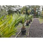 Jubaea Chilensis - Kokospalm g74560, Tuin en Terras, Planten | Tuinplanten, Ophalen of Verzenden