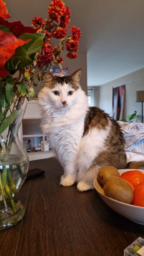 Kat, waarchijnlijk maine coon., Dieren en Toebehoren, Katten en Kittens | Raskatten | Langhaar, Kater, 3 tot 5 jaar