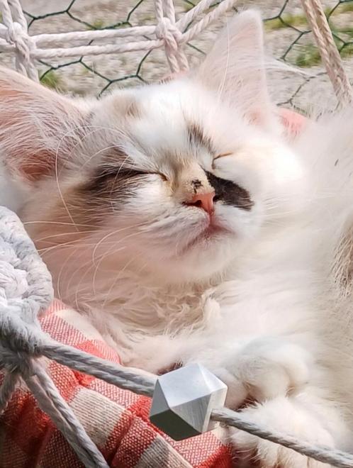 Siberische Kat Neva Masquerade kittens, Dieren en Toebehoren, Katten en Kittens | Raskatten | Langhaar, Meerdere dieren, Gechipt