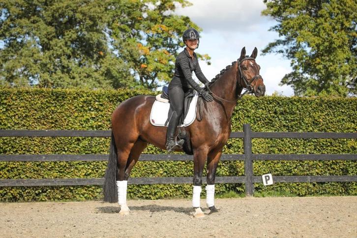 Junior/dames sportpaard direct van fokker, Dieren en Toebehoren, Paarden, Ruin, L, 160 tot 165 cm, 3 tot 6 jaar, Dressuurpaard