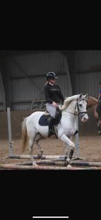 11 jarige allround ruin, Dieren en Toebehoren, Pony's, E pony (1.48m - 1.57m), Ruin, Springpony, Gechipt