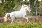 Lusitano droomruin met veel potentie - 50% korting op opfok, Dieren en Toebehoren, Paarden, Gechipt, Ruin, Niet van toepassing