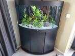 Jewel Trigon 190 kleur zwart en onderkast met opbergruimte, Ophalen, Zo goed als nieuw, Gevuld zoetwateraquarium
