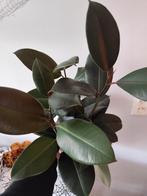 ficus elastica, Huis en Inrichting, Kamerplanten, Ophalen, Ficus, Halfschaduw, Minder dan 100 cm