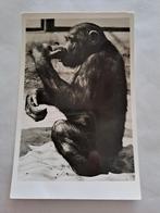 Blijdorp,  Jimmy, Ophalen of Verzenden