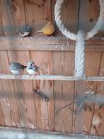 2 zebravinken mannen, Dieren en Toebehoren, Mannelijk, Eend