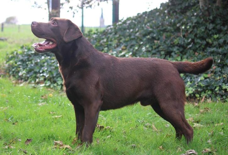 Labrador, Dieren en Toebehoren, Honden | Retrievers, Spaniëls en Waterhonden, Reu, Labrador retriever, Fokker | Professioneel