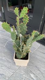 Cactus plant met pot €15, Ophalen of Verzenden