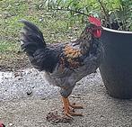 Grotere haan te koop, Dieren en Toebehoren, Pluimvee, Mannelijk, Kip