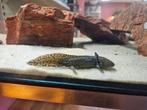 Axolotl wildkleur (Ambystoma mexicanum), Dieren en Toebehoren, Reptielen en Amfibieën, Amfibie, 0 tot 2 jaar