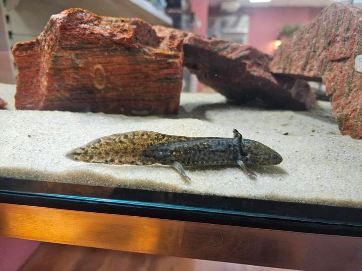 Axolotl wildkleur (Ambystoma mexicanum), Dieren en Toebehoren, Reptielen en Amfibieën, Amfibie, 0 tot 2 jaar