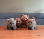 Brits korthaar kittens “ kleur fawn “, Meerdere dieren, Ontwormd, 0 tot 2 jaar