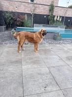 Prachtige Leonberger pup van bijna 6 maand oud., Rabiës (hondsdolheid), 15 weken tot 1 jaar, Overige rassen, Teef