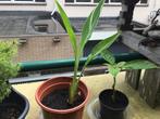 Canna Stuttgart €5, Ophalen of Verzenden, Zomer, Overige soorten, Volle zon