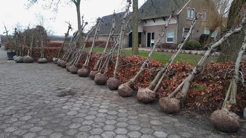 Appelbomen Elstar, Tuin en Terras, Planten | Bomen, Ophalen of Verzenden