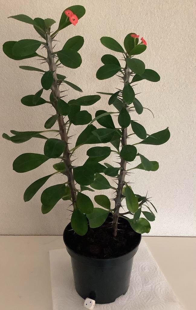 Kamerplant: Christusdoorn - Euphorbia “Keysii” - ong. 37 cm., Huis en Inrichting, Kamerplanten, Minder dan 100 cm, Ophalen