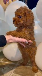 Toy poedel poodle, Dieren en Toebehoren, Poedel, Particulier, Rabiës (hondsdolheid), 15 weken tot 1 jaar