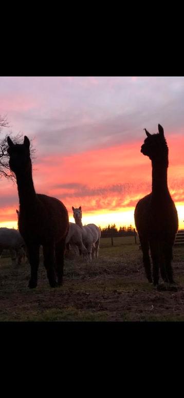 Kom je ook eens met alpacas wandelen bij Alpaca Top Dutch. beschikbaar voor biedingen