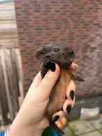 Goudagouti gladhaar zeugje, December, Vrouwelijk