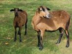 Barbados Blackbelly ooi + ooilam, Dieren en Toebehoren, Schapen, Geiten en Varkens, Vrouwelijk, Schaap, 0 tot 2 jaar