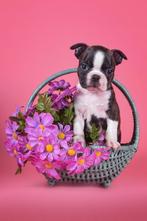 Boston terrier puppy's, Dieren en Toebehoren, Honden | Bulldogs, Pinschers en Molossers, Particulier, Meerdere, Geslacht onbekend