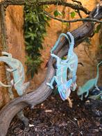 Nakweek jemen kameleons, Dieren en Toebehoren, Hagedis, 0 tot 2 jaar