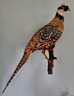 Franse KONINGSFAZANT., Verzenden, Vogel, Opgezet dier