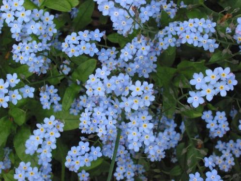 Vergeet-mij-niet Zaden (750 zaden) Biologisch Bloemenpracht, Tuin en Terras, Bloembollen en Zaden, Zaad, Voorjaar, Volle zon, Verzenden