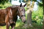 Mooie 3 jarige merrie v. Fürst dior, Dieren en Toebehoren, Paarden, Merrie, Gechipt, Dressuurpaard, 3 tot 6 jaar
