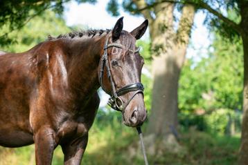 Mooie 3 jarige merrie v. Fürst dior beschikbaar voor biedingen