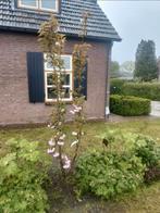 Prunus kazan (Japanse sierkers), Overige soorten, Lente, 100 tot 250 cm, Ophalen