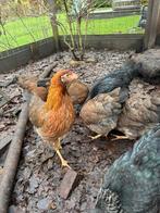 Welsumer hennen, Dieren en Toebehoren, Meerdere dieren, Kip