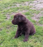 Flatcoated x labrador reutje bruin, Particulier, Meerdere, 8 tot 15 weken, Labrador retriever