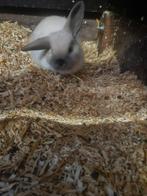 Hangoor/minilop konijntje  9 weken, Mannelijk, Dwerg