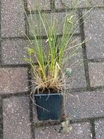 Pennisetum alopecuroides 'Hameln' - Lampenpoetsersgras, Halfschaduw, Zomer, Vaste plant, Siergrassen