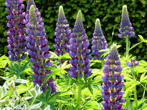 Uit de biologische moestuin: Paarse Lupines, zaden, Tuin en Terras, Bloembollen en Zaden, Zaad, Voorjaar, Volle zon, Ophalen of Verzenden