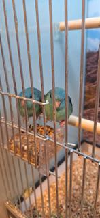 Prachtige Catharinaparkiet blauw, Dieren en Toebehoren, Vogels | Parkieten en Papegaaien, Meerdere dieren, Parkiet