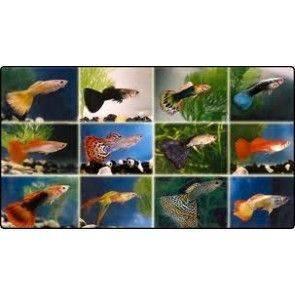 gup man uit de mix 3.70 per stuk, Dieren en Toebehoren, Vissen | Aquariumvissen, Zoetwatervis, Vis