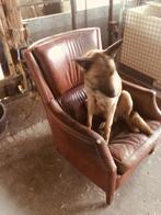 Nestje Mechelaar x Hollander pups, Dieren en Toebehoren, Honden | Herdershonden en Veedrijvers, 8 tot 15 weken, CDV (hondenziekte)