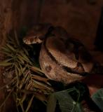 Boa Constrictor Salmon Hypo, Dieren en Toebehoren, Slang, Met terrarium, 3 tot 6 jaar