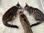 Raszuivere bengaalse kittens met stamboom, Dieren en Toebehoren, Katten en Kittens | Raskatten | Korthaar, Meerdere dieren, Gechipt