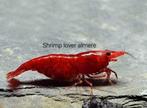 Neocaridina Bloody Mary high grade garnalen., Kreeft, Krab of Garnaal, Zoetwatervis